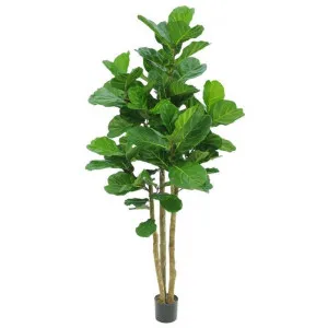 Potted Artificial Fiddle Leaf Fig Tree, 180cm by Florabelle, a Plants for sale on Style Sourcebook