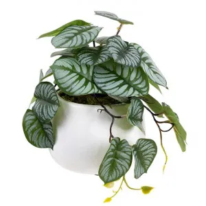 Glamorous Fusion Artificial Calathea in Pot, 17cm by Glamorous Fusion, a Plants for sale on Style Sourcebook