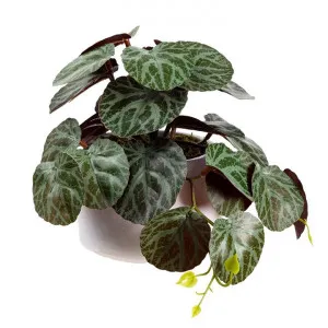 Glamorous Fusion Artificial Peperomia Prostrata in Pot, 17cm by Glamorous Fusion, a Plants for sale on Style Sourcebook