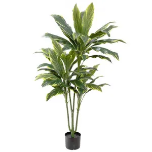 Glamorous Fusion Potted Artificial Cordyline Plant, 140cm, Green by Glamorous Fusion, a Plants for sale on Style Sourcebook
