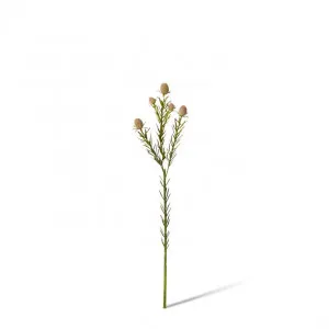 Leucadendron Nut Spray - 12 x 8 x 53cm by Elme Living, a Plants for sale on Style Sourcebook