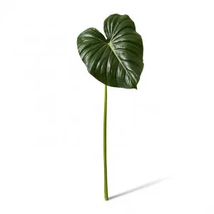 Philodendron Leaf Stem - 32 x 26 x 90cm by Elme Living, a Plants for sale on Style Sourcebook