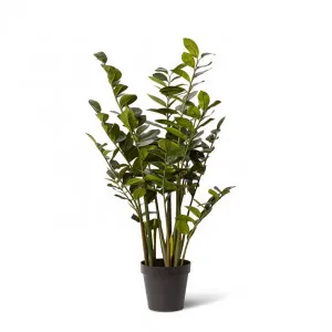 Zanzibar Plant - 80 x 80 x 120cm by Elme Living, a Plants for sale on Style Sourcebook