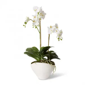 Luxe Phalaenopsis - Zelma Vase - 48 x 34 x 91cm by Elme Living, a Plants for sale on Style Sourcebook