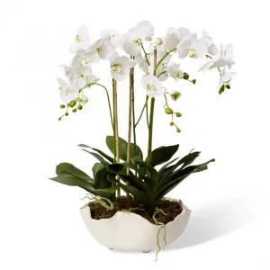 Phalaenopsis - Emaline Bowl - 50 x 46 x 72cm by Elme Living, a Plants for sale on Style Sourcebook