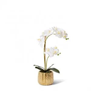 Phalaenopsis - Aurora Bowl - 28 x 18 x 48cm by Elme Living, a Plants for sale on Style Sourcebook