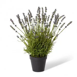 Lavender Bundle-Garden Pot - 25 x 25 x 45cm by Elme Living, a Plants for sale on Style Sourcebook