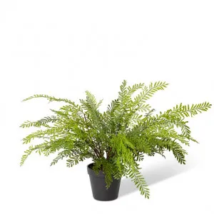 Mother Fern-Garden Pot - 15 x 15 x 46cm by null, a Plants for sale on Style Sourcebook