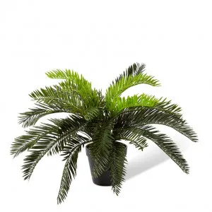 Cycas Bush-Garden Pot - 48 x 48 x 40cm by Elme Living, a Plants for sale on Style Sourcebook