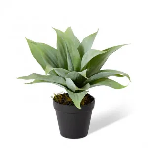 Agave Nova-Garden Pot - 25 x 30 x 31cm by Elme Living, a Plants for sale on Style Sourcebook