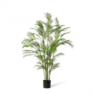 Palm Phoenix  - 75 x 75 x 180cm by null, a Plants for sale on Style Sourcebook