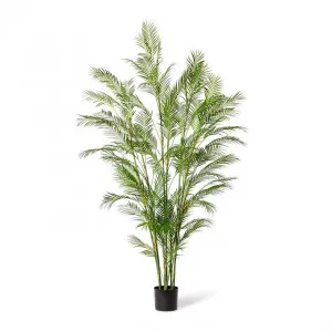 Palm Phoenix  - 75 x 75 x 225cm by Elme Living, a Plants for sale on Style Sourcebook