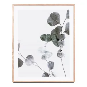 Eucalyptus Branch 1 Framed Print in 103 x 121cm by OzDesignFurniture, a Prints for sale on Style Sourcebook