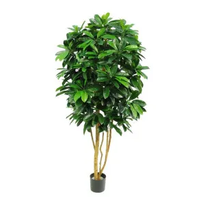 Potted Artificial Schefflera Tree, 165cm by Florabelle, a Plants for sale on Style Sourcebook