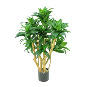 Potted Artificial Dracaena Fragrans Tree, 80cm by Florabelle, a Plants for sale on Style Sourcebook