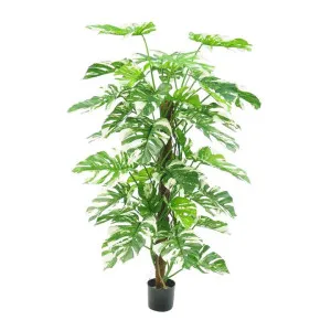 Potted Artificial Variegated Split Philodendron Pole, 155cm by Florabelle, a Plants for sale on Style Sourcebook