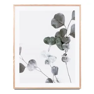 Eucalyptus Branch 1 Framed Print in 73 x 85cm by OzDesignFurniture, a Prints for sale on Style Sourcebook