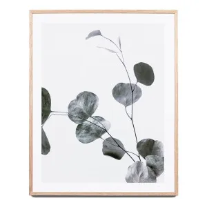 Eucalyptus Branch 2 Framed Print in 88 x 103cm by OzDesignFurniture, a Prints for sale on Style Sourcebook