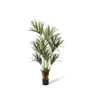 Kentia Palm Potted Tree Green - 50cm x 50cm x 150cm by James Lane, a Plant Holders for sale on Style Sourcebook