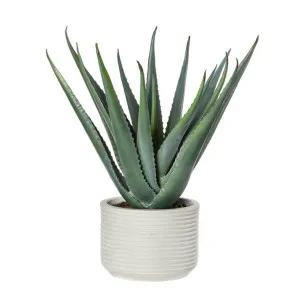 Grand Designs Aloe Tatum Grey Green Light Grey - 55cm by James Lane, a Plants for sale on Style Sourcebook