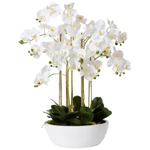 Elme Artificial Phalaenopsis in Round Bowl, Style B by Elme Living, a Plants for sale on Style Sourcebook