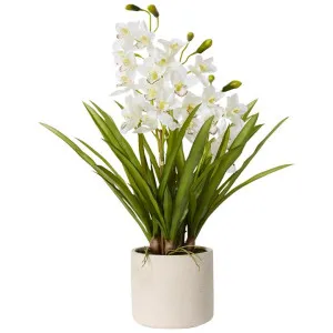 Elme Artificial Cymbidium in Pot by Elme Living, a Plants for sale on Style Sourcebook