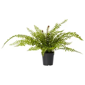 Elme Potted Artificial Lush Boston Fern, Small by Elme Living, a Plants for sale on Style Sourcebook