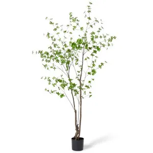 Elme Potted Artificial Pieris Tree, 210cm, Dark Green Foliage by Elme Living, a Plants for sale on Style Sourcebook