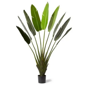Elme Potted Artificial Travellers Palm, 180cm by Elme Living, a Plants for sale on Style Sourcebook