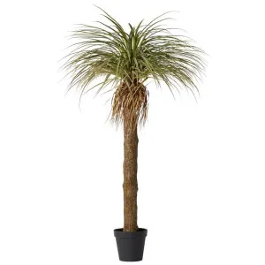 Elme Potted Artificial Yucca Grass Tree, 183cm by Elme Living, a Plants for sale on Style Sourcebook