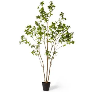 Elme Potted Artificial Pieris Japonica Tree, 240cm by Elme Living, a Plants for sale on Style Sourcebook