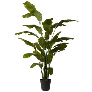 Elme Potted Artificial Palm Banana Tree, 240cm by Elme Living, a Plants for sale on Style Sourcebook