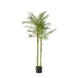 Palm Cabada Potted Plant - 180cm by James Lane, a Plants for sale on Style Sourcebook