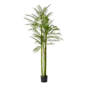 Palm Cabada Potted Plant - 210cm by James Lane, a Plants for sale on Style Sourcebook