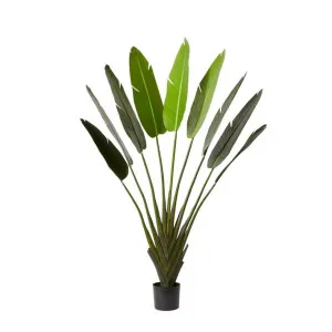 Palm Travellers Potted Plant - 180cm by James Lane, a Plants for sale on Style Sourcebook