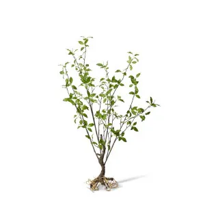 Pittosporum Plant - 63 x 40 x 104cm by Elme Living, a Plants for sale on Style Sourcebook