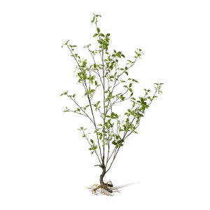 Pittosporum Plant - 71 x 53 x 139cm by Elme Living, a Plants for sale on Style Sourcebook