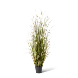 Grass Bunny Tail Potted - 60 x 60 x 122cm by Elme Living, a Plants for sale on Style Sourcebook