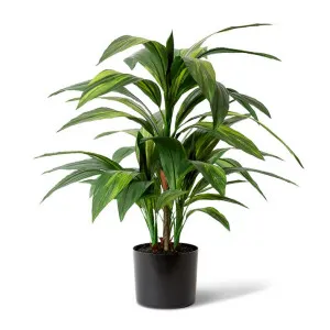 Cordyline Plant Potted - 60 x 60 x 67cm by Elme Living, a Plants for sale on Style Sourcebook