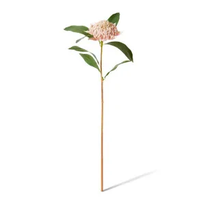 Waratah Flower Stem - 24 x 22 x 69cm by Elme Living, a Plants for sale on Style Sourcebook