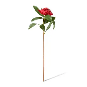 Waratah Flower Stem - 24 x 22 x 69cm by null, a Plants for sale on Style Sourcebook