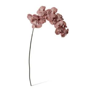 Phalaenopsis Orchid Stem - 20 x 8 x 112 cm by Elme Living, a Plants for sale on Style Sourcebook