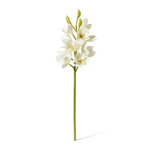 Orchid Cymbidium Spray - 18 x 18 x 61 cm by Elme Living, a Plants for sale on Style Sourcebook