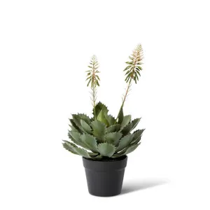 Cactus Flowering Plant Potted - 30 x 30 x 56 cm by Elme Living, a Plants for sale on Style Sourcebook