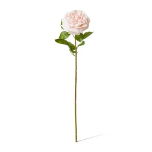 Rose Austin Stem (RT) - 22 x 14 x 66 cm by Elme Living, a Plants for sale on Style Sourcebook