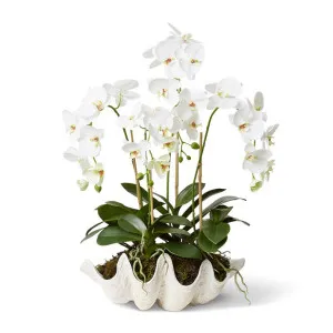 Phalaeonopsis DeLuxe - Clam Shell - 60 x 47 x 82 cm by Elme Living, a Plants for sale on Style Sourcebook