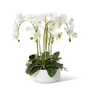 Phalaenopsis Deluxe - Yvette Bowl - 46 x 56 x 60 cm by Elme Living, a Plants for sale on Style Sourcebook