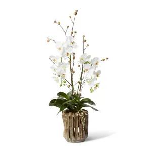 Phalaenopsis DeLuxe Berry Pod Mix  - Ellington Pot - 57 x 48 x 100 cm by Elme Living, a Plants for sale on Style Sourcebook