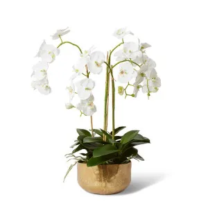 Phalaenopsis Lush - Orenda Bowl - 58 x 58 x 74 cm by Elme Living, a Plants for sale on Style Sourcebook