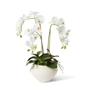 Phalaenopsis DeLuxe - Theo Pot - 54 x 46 x 70 cm by Elme Living, a Plants for sale on Style Sourcebook